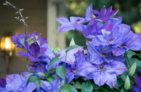 Purple Clematis in bloom in front yard Stock Photos