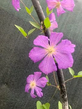 Purple Clematis Flowers Close-Up Stock Photos