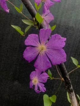 Purple Clematis Flowers Close-Up Stock Photos