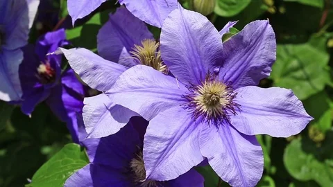 Purple clematis flowers Stock Footage 74516502