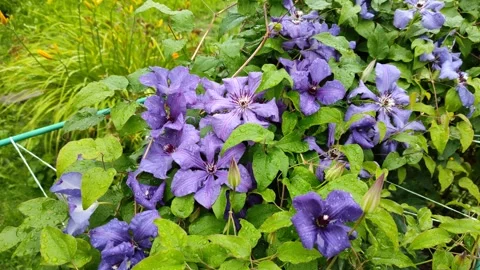 Purple clematis in the garden Vidéo 340175561