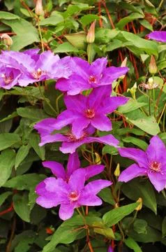 Purple clematis Stock Photos