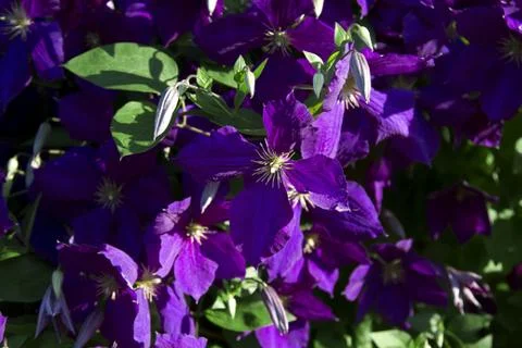 Purple clematis Stock-Fotos