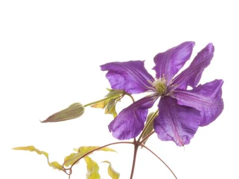 Purple clematis Stock Photos