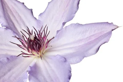 Purple clematis Stock Photos