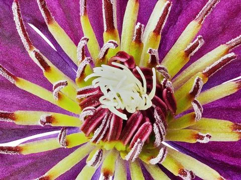 Purple clematis Stock Photos