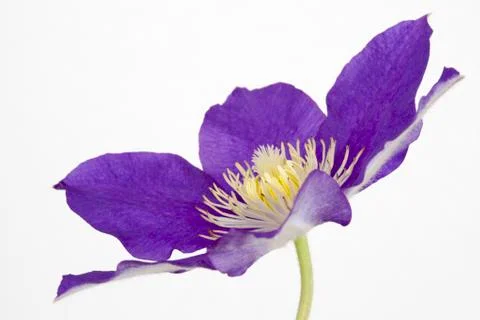 Purple Clematis Stock Photos