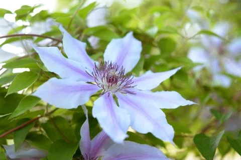 Purple clematis Stock Photos