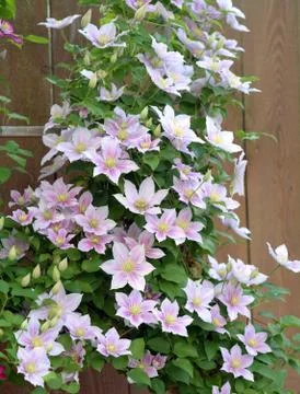 Purple clematis Stock Photos
