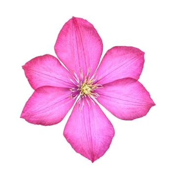 Purple clematis Stock Photos