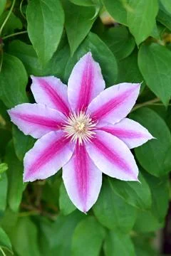 Purple clematis Stock Photos
