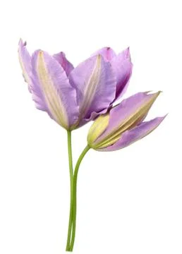 Purple clematis Stock Photos