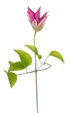 Purple clematis Stock Photos