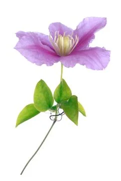 Purple clematis Stock Photos