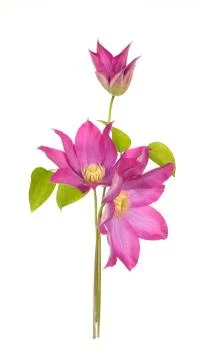 Purple clematis Stock Photos