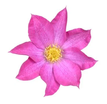 Purple clematis Stock Photos