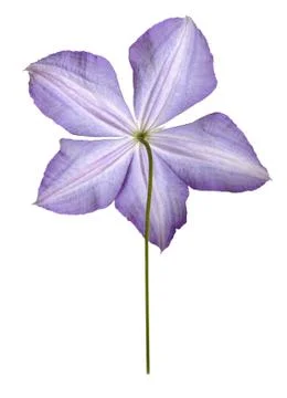 Purple clematis Stock Photos