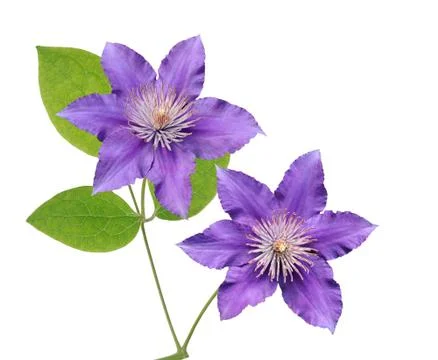 Purple clematis Stock Photos