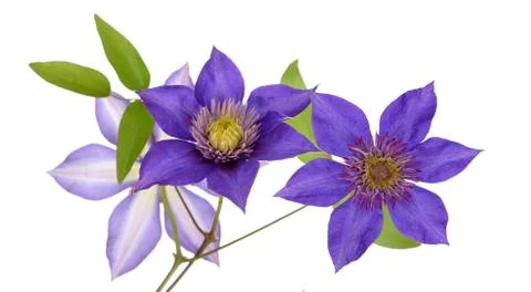Purple clematis Stock Photos