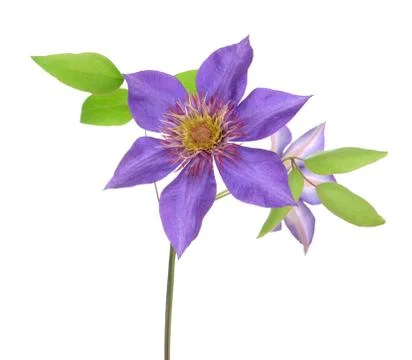 Purple clematis Stock Photos