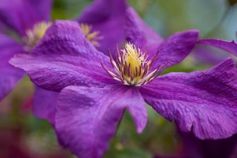 Purple clematis Stock Photos