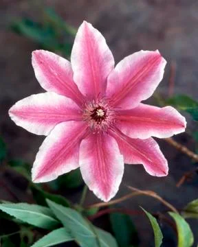 Purple clematis Stock Photos