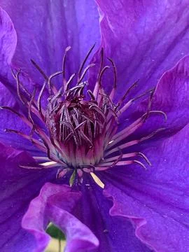 Purple clematis Stock Photos
