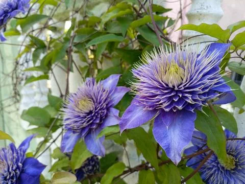 Purple clematis in spring in the garden Stock Photos