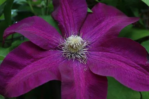 Purple Climatis Closeup Two Stock Photos
