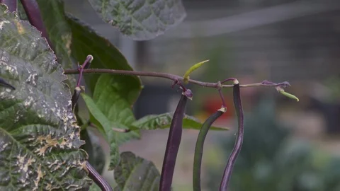 Purple climbing beans growing Stock Footage 88960447