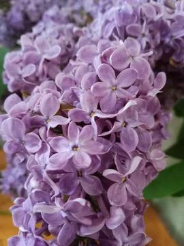 Purple cloud Stockfoto's