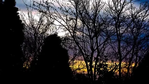 Purple clouds passing behind shawody trees Stock Footage 98678521