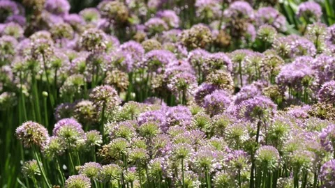 PURPLE CLOVER, CLOSE UP, FILLED WITH BEES, OVER-CRANKED FTG. Stock Footage 137430925