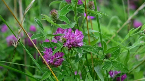 Purple clover, close-up Stock Footage 117591465