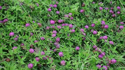 Purple clover on the field Stock Footage 117591366