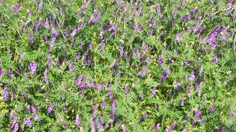 Purple clover flowers with bee in slow motion summer meadow 動画素材 343589619