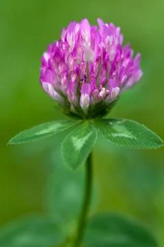 Purple clover Photos
