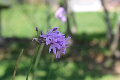 Purple Cluster Stock Photos