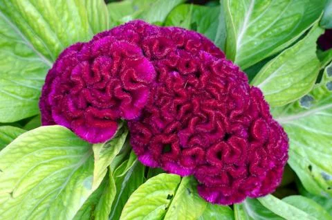 Purple cockscomb flower Stock Photos