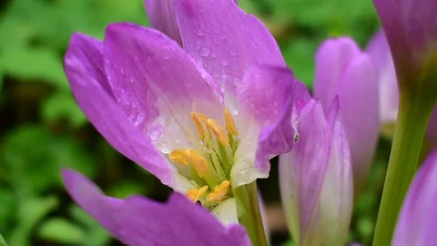 Purple colchicum closeup Stock Footage 116599785