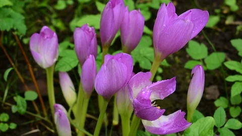 Purple colchicum medium shot Stock Footage 116599726