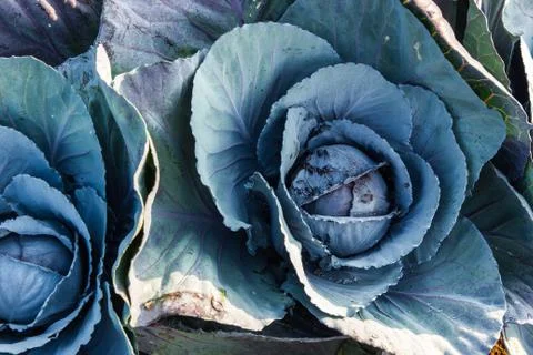 Purple collard Stock Photos