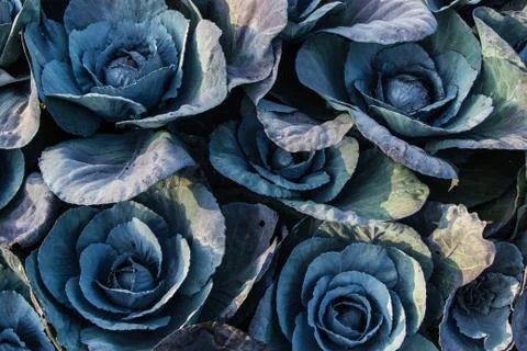 Purple collard Stock Photos