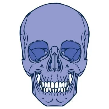 Purple color human skull vector Stock Illustration