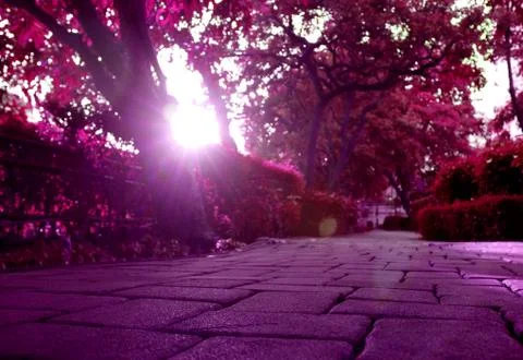Purple colored empty garden's pathway with bright sun shining through big trees Stock-Fotos