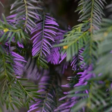 Purple colored needles on a tree close up Stock Photos