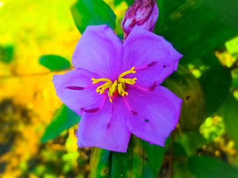 Purple Colour Flower Macro Shot Stock Photos