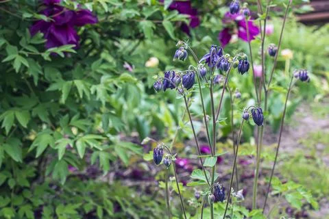 Purple Columbine Flowers Growing in a Spring Garden Stock Photos