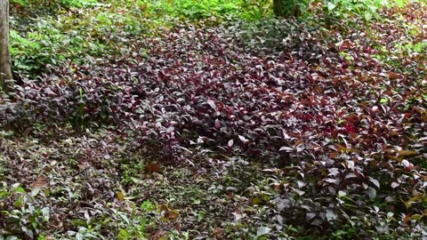 Purple colur plants in the Video stock 197039722