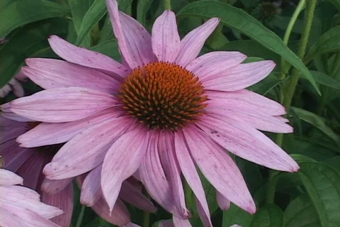 Purple Cone Flower with large bee walking on center Stock Footage 125035581